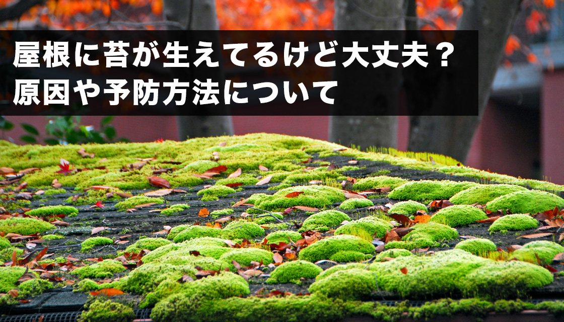 屋根に苔が生えてるけど大丈夫？原因や予防方法について