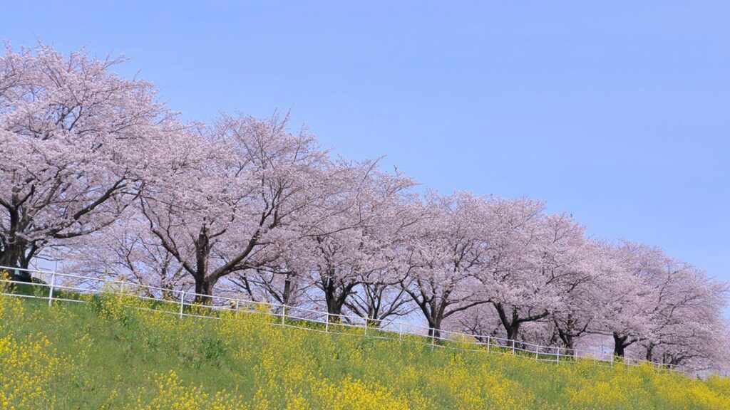桜の画像